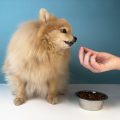 How to Introduce Your Pet to Grooming Tools Without Stress