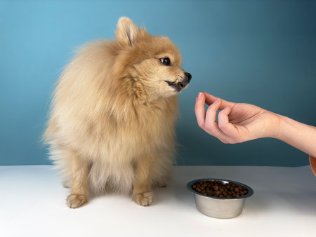 How to Introduce Your Pet to Grooming Tools Without Stress