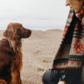 Swimming for Dogs: Benefits, Tips, and Safety Precautions