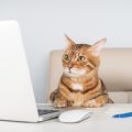 How to Keep Your Cat Clean Without a Bath: Alternative Grooming Methods