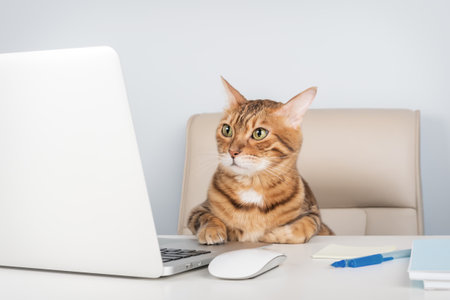 How to Keep Your Cat Clean Without a Bath: Alternative Grooming Methods