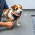 The Best Materials for Pet Collars, Leashes, and Harnesses: A Comprehensive Comparison