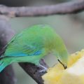 How to Create a Balanced Diet for Parrots and Other Pet Birds