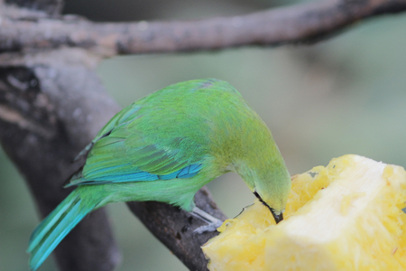 How to Create a Balanced Diet for Parrots and Other Pet Birds