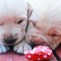 Are Automatic Pet Toys Worth It? Pros and Cons for Dog and Cat Owners