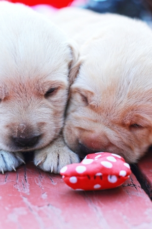 Are Automatic Pet Toys Worth It? Pros and Cons for Dog and Cat Owners