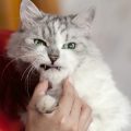 The Science Behind Cat Purring: Is It a Sign of Good Health?