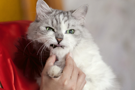 The Science Behind Cat Purring: Is It a Sign of Good Health?