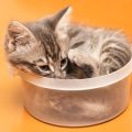 Managing Obesity in Pets with Chronic Health Conditions
