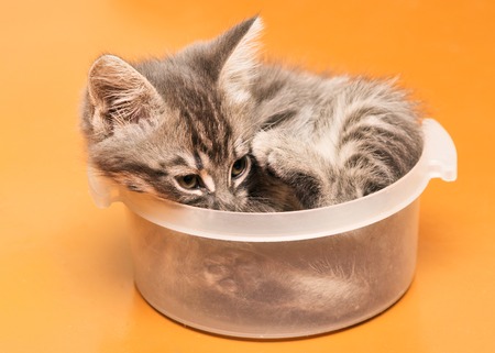 Managing Obesity in Pets with Chronic Health Conditions