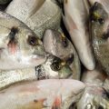 Nutritional Needs of Young vs. Adult Fish: Feeding Strategies for All Life Stages