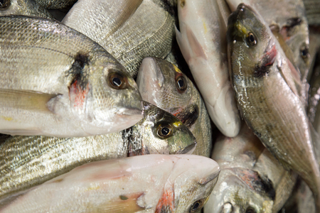 Nutritional Needs of Young vs. Adult Fish: Feeding Strategies for All Life Stages
