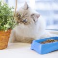 Eye Care for Cats: How to Keep Their Vision Clear and Healthy