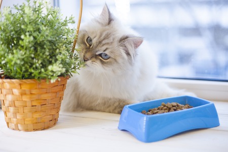 Eye Care for Cats: How to Keep Their Vision Clear and Healthy