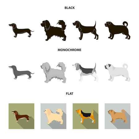 Types of Enrichment Toys Suitable for Senior Pets