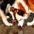 Foraging and Enrichment Feeding: Keeping Small Pets Mentally and Physically Healthy