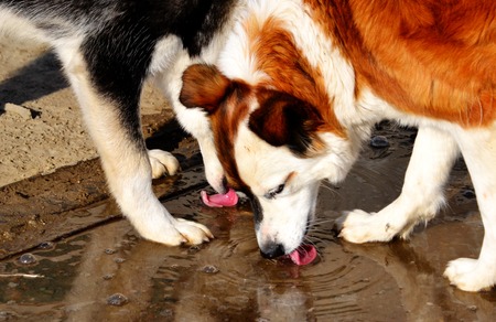 Foraging and Enrichment Feeding: Keeping Small Pets Mentally and Physically Healthy