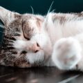 Supplements for Cats: Do They Really Need Them?