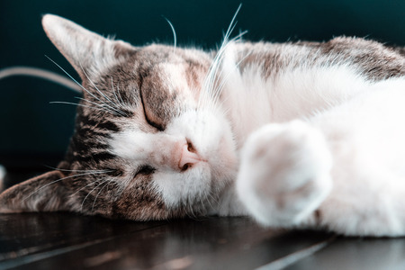 Supplements for Cats: Do They Really Need Them?