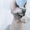 Choosing the Best Shampoo for Your Cat: Safe and Effective Options