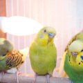 Ringneck Parrot Care: Training, Socialization, and Health Maintenance