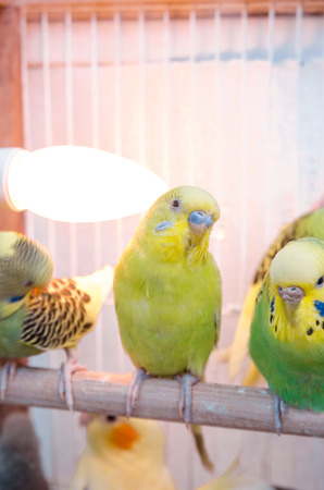 Ringneck Parrot Care: Training, Socialization, and Health Maintenance