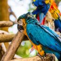 Signs of Malnutrition in Birds: What to Look for and How to Fix It