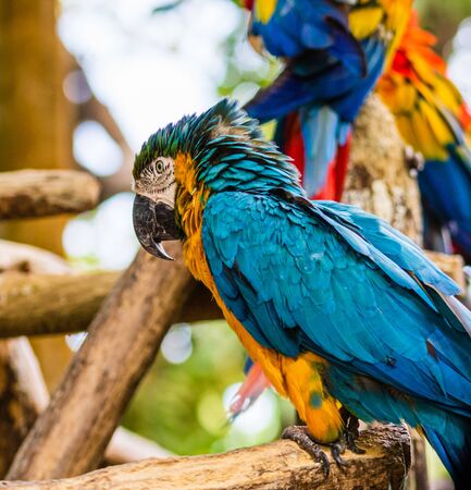 Signs of Malnutrition in Birds: What to Look for and How to Fix It