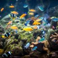 The Link Between Tank Mates and Disease Prevention in Community Aquariums