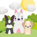 Common Housing Mistakes That Can Harm Your Small Pet