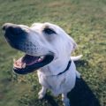 The Role of Consistency in Dog Training: Why It Matters and How to Practice It