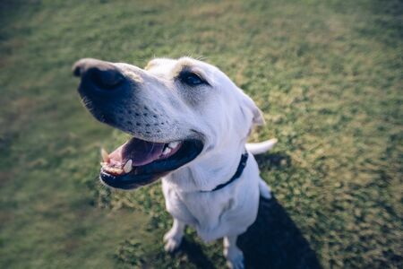 The Role of Consistency in Dog Training: Why It Matters and How to Practice It