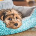 Luxury Pet Beds: Are They Worth the Splurge?