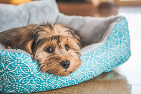 Luxury Pet Beds: Are They Worth the Splurge?
