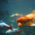 Common Water Quality Issues in Aquariums and How to Fix Them
