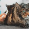 The Best Supplements for Your Cat’s Health and Longevity