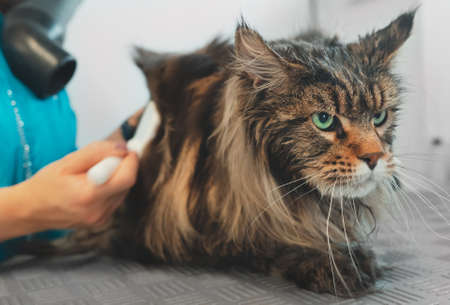 The Best Supplements for Your Cat’s Health and Longevity