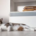 The Best DIY Cat Beds: Affordable and Cozy Solutions