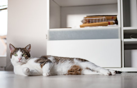The Best DIY Cat Beds: Affordable and Cozy Solutions