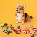 How to Use Toys and Puzzle Games to Enhance Your Dog’s Activity Time