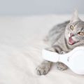 The Science Behind Why Cats Love Sleeping in Boxes