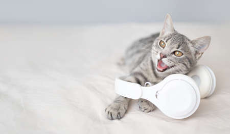 The Science Behind Why Cats Love Sleeping in Boxes