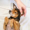 Choosing the Right Brushes and Combs for Your Small Pet