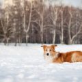 How to Safely Exercise Your Dog in Different Weather Conditions