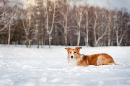 How to Safely Exercise Your Dog in Different Weather Conditions