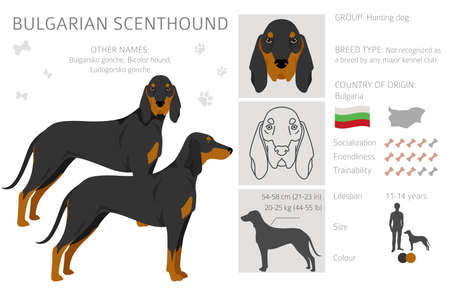 Common Ingredients for DIY Pet Grooming