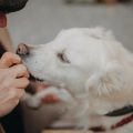 Ear Cleaning 101: Preventing Infections and Keeping Your Dog’s Ears Healthy