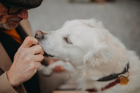 Ear Cleaning 101: Preventing Infections and Keeping Your Dog’s Ears Healthy