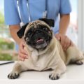 Emergency Vet Clinics vs. Regular Vet Offices: Which One to Choose?