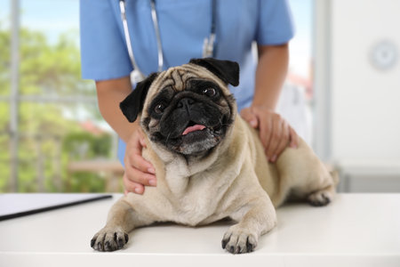 Emergency Vet Clinics vs. Regular Vet Offices: Which One to Choose?